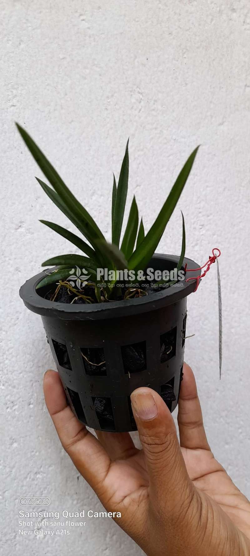 Tolumnia orchid (ටොලුමිනා )
