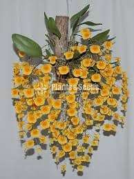 Dendrobium lindleyi