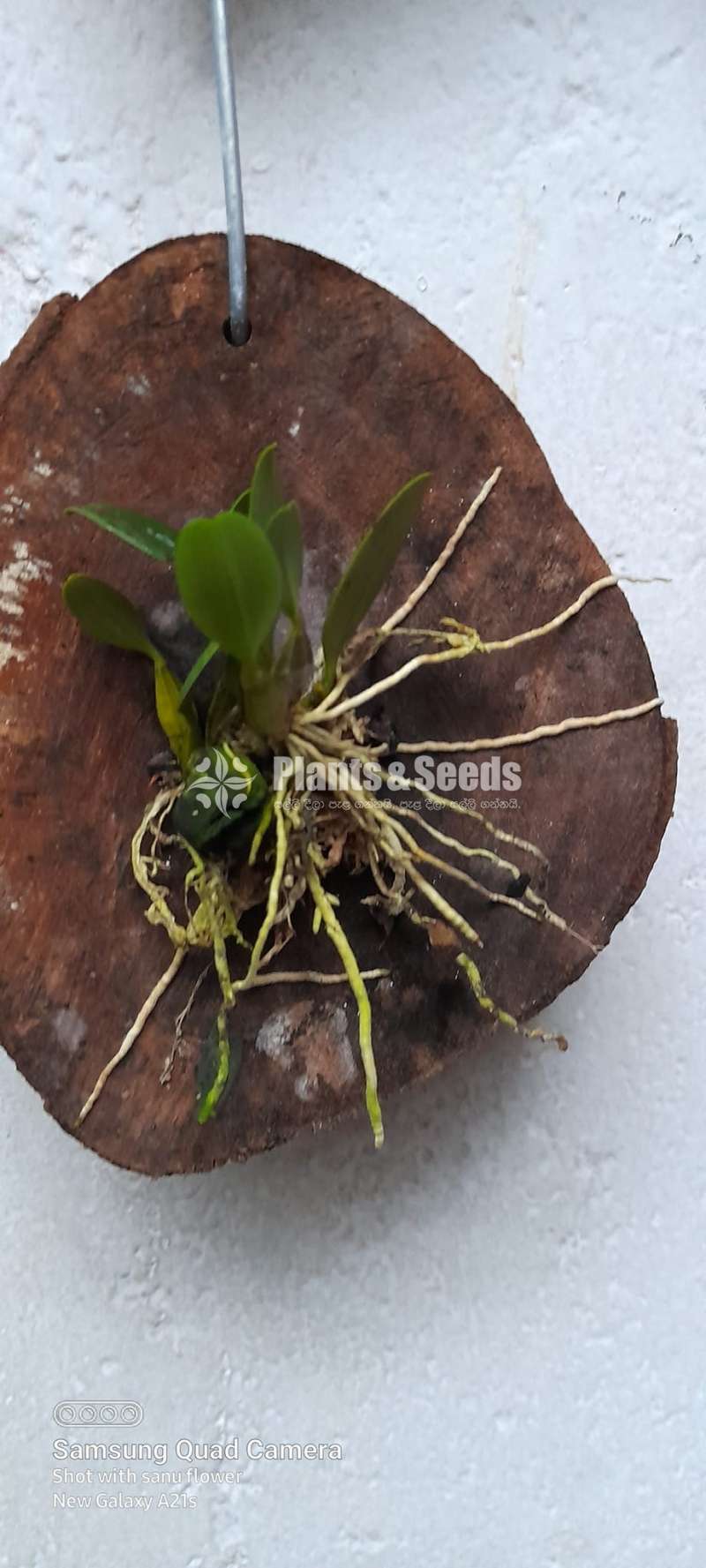 Dendrobium lindleyi