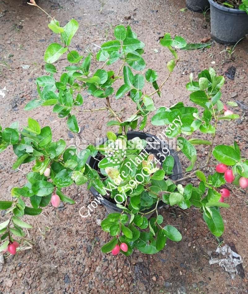 ජැම්සන් ( Carissa carandas)