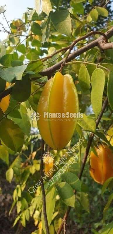 කාමරංගා (Star fruit) 