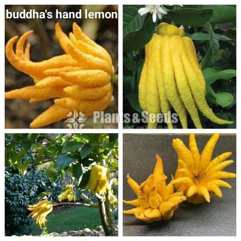 Lemmon