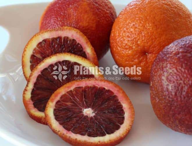 බ්ලඩ් ඔරේන්ජ් බද්ද පැල (Orange Plants)