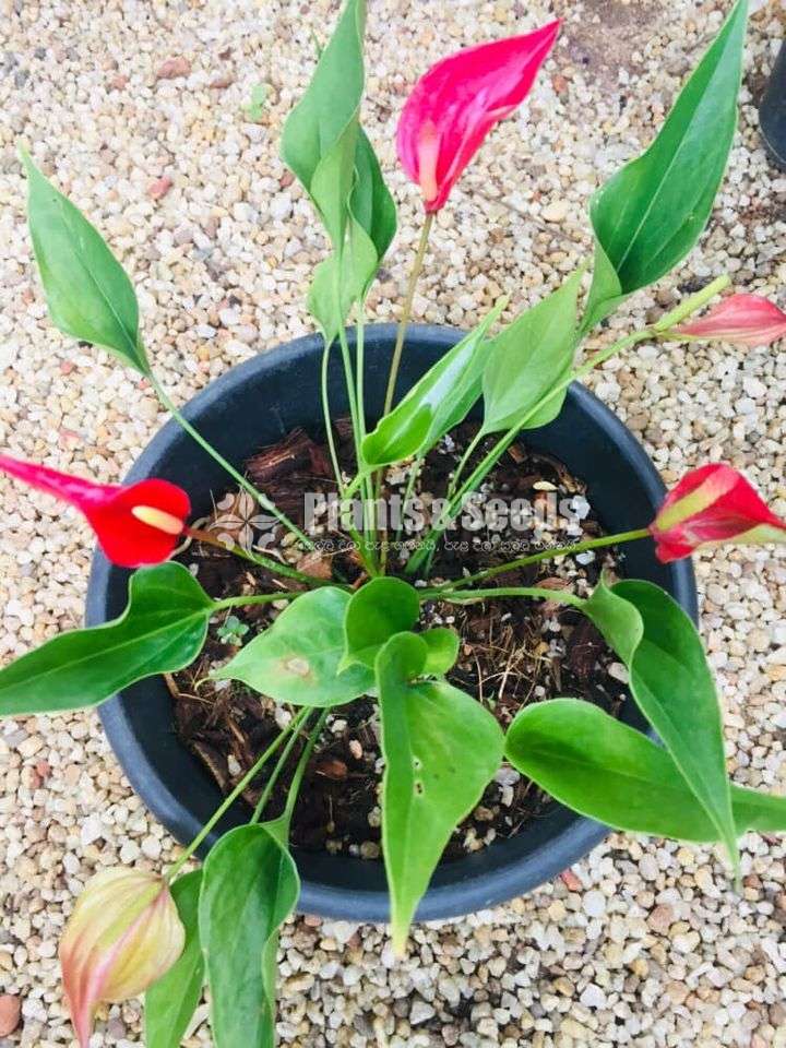 Million flower anthurum