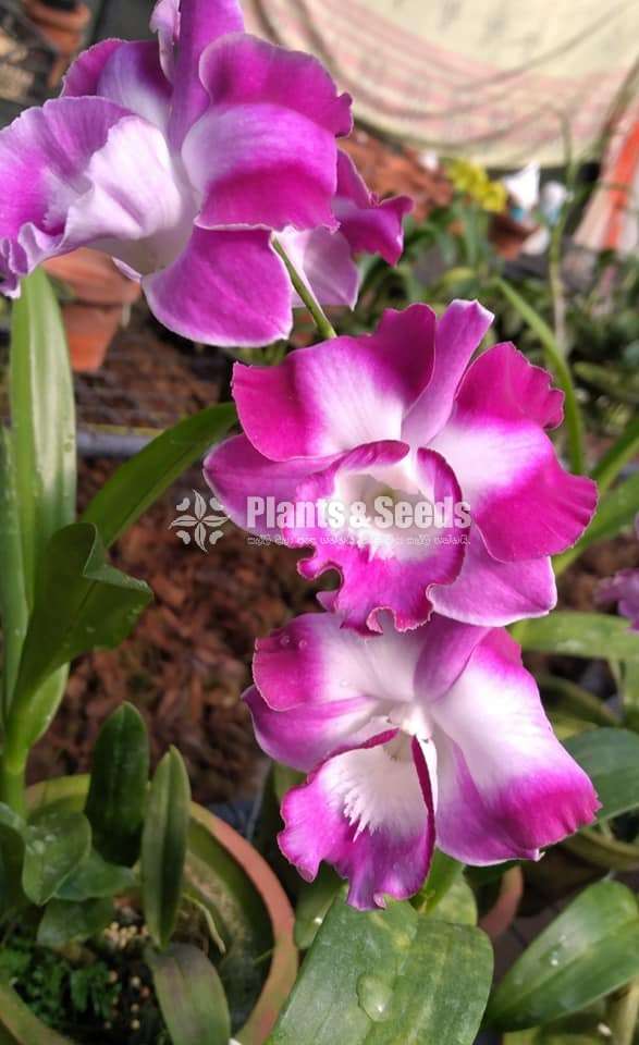 ඩෙන්ඩ්‍රොබියම් ඕකිඩ් (Dendrobium Orchid)