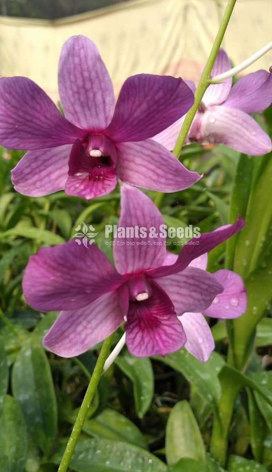 ඩෙන්ඩ්‍රොබියම් ඕකිඩ් (Dendrobium Orchid)