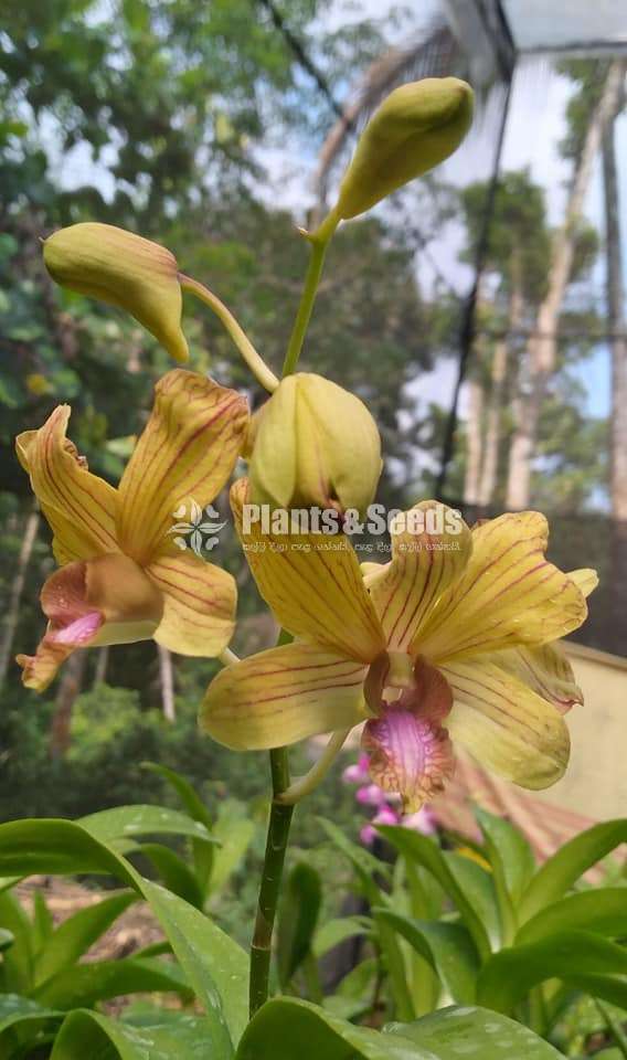 ඩෙන්ඩ්‍රොබියම් ඕකිඩ් (Dendrobium Orchid)