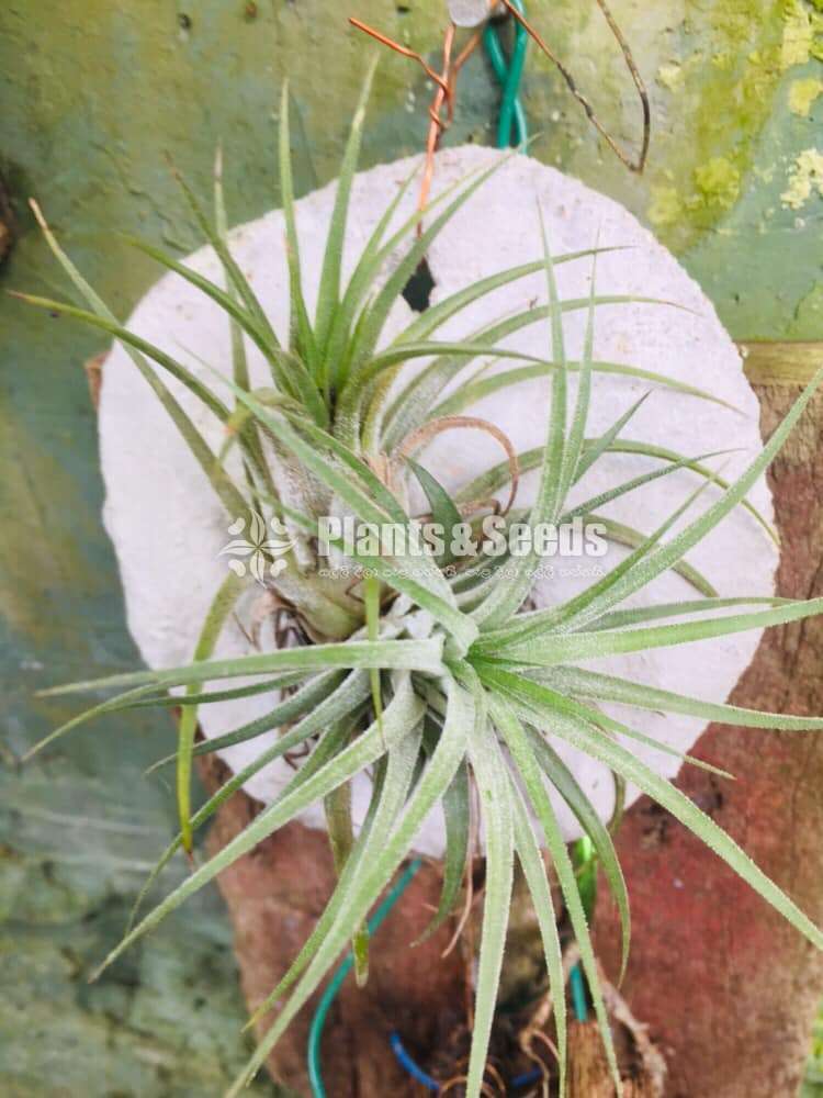 Air Plants for Sri Lanka