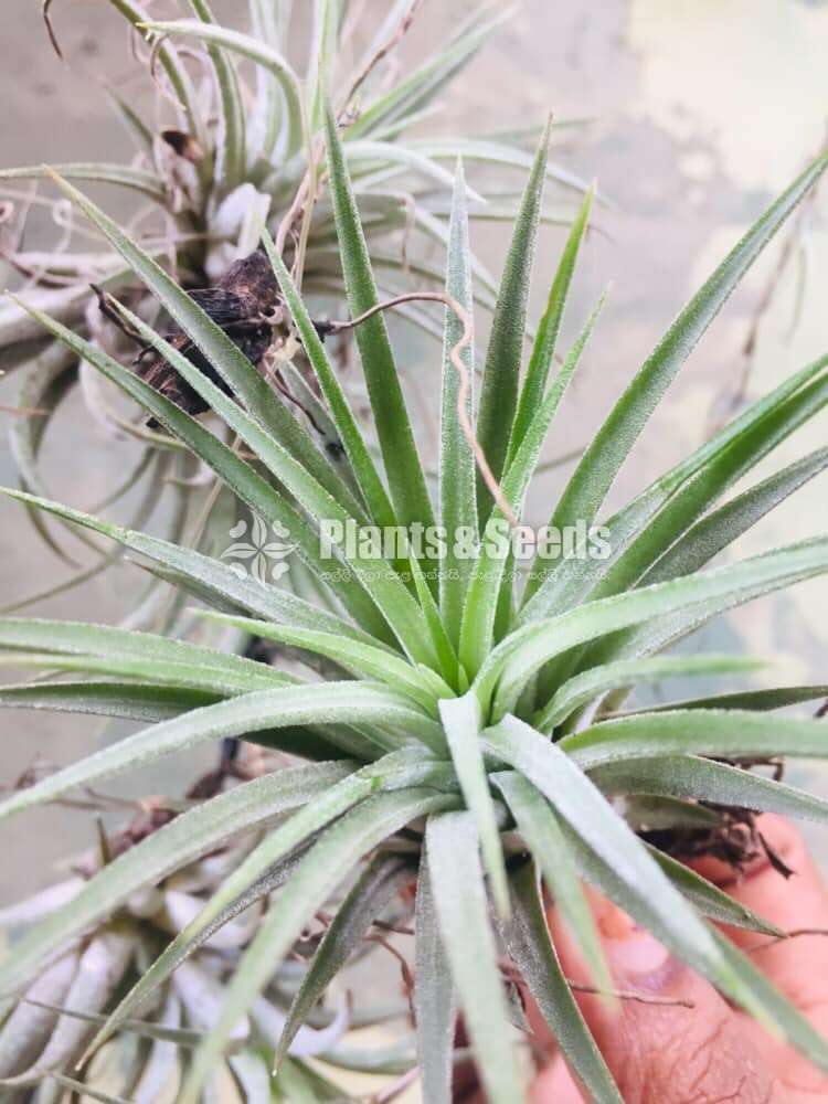 Air Plants for Sri Lanka