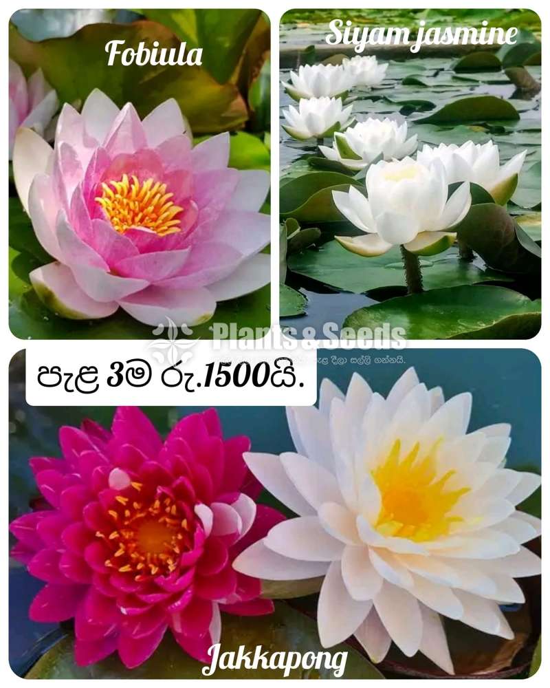 Jackapong ,Forbiula,Siyam Jasmine