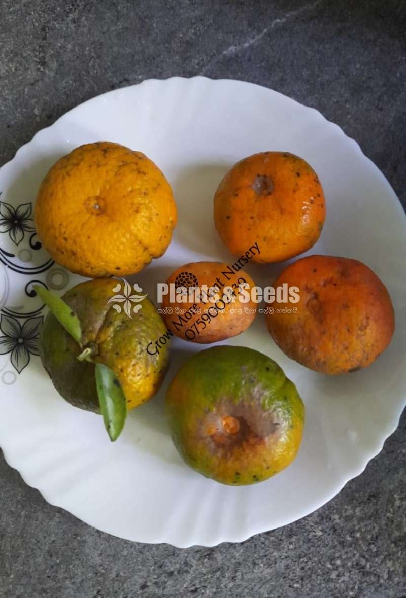 හීන් නාරං ( දේශීය )  -Hin Naran