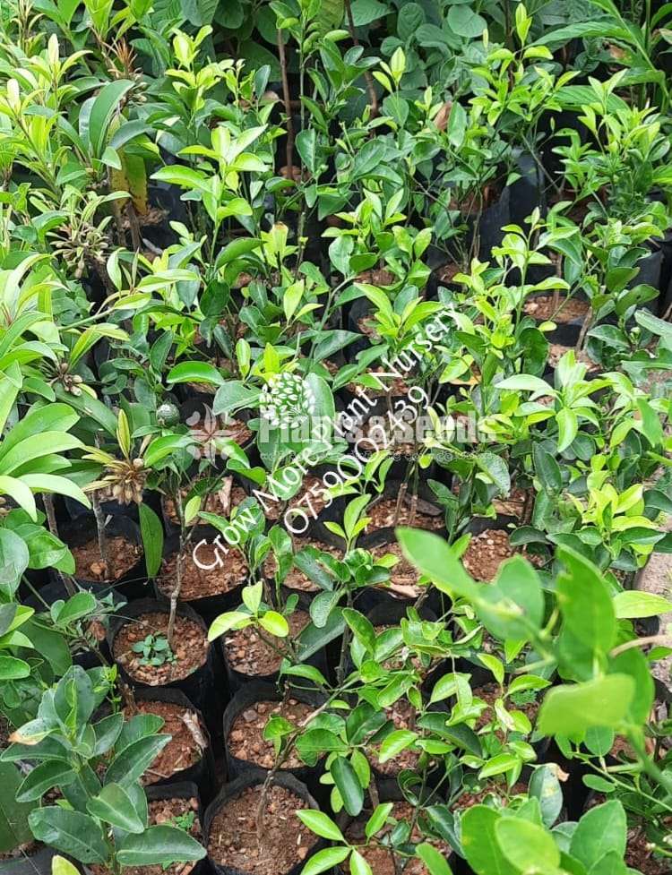 හීන් නාරං ( දේශීය )  -Hin Naran