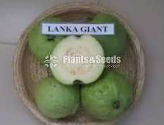 ලංකා ජයන්ට් පේර 