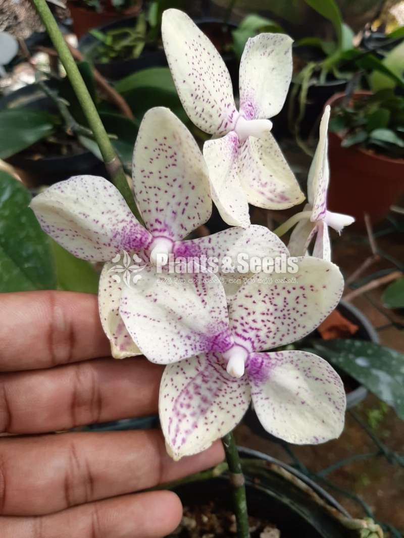 Phalaenopsis Orchids (පැලනොප්සිස් )
