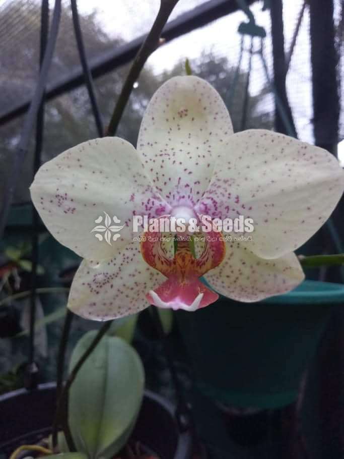 Phalaenopsis Orchids (පැලනොප්සිස් )