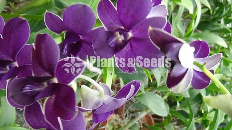 Orchids- Dendrobium 