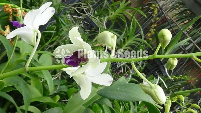 Orchids- Dendrobium 