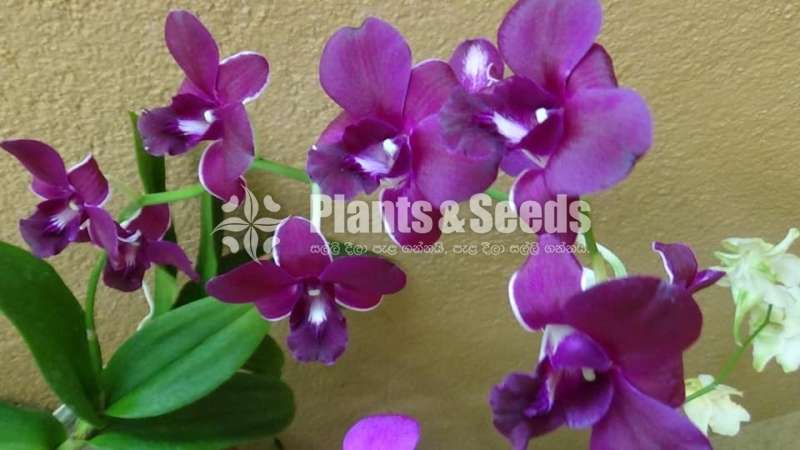 Orchids- Dendrobium 