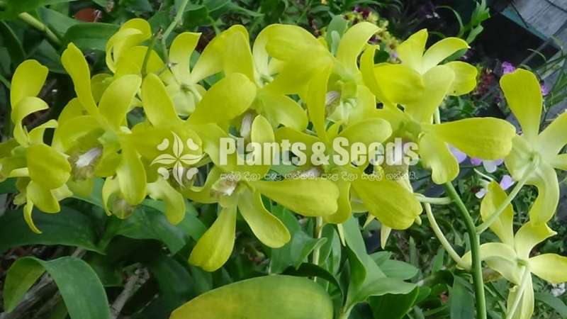 Orchids- Dendrobium 
