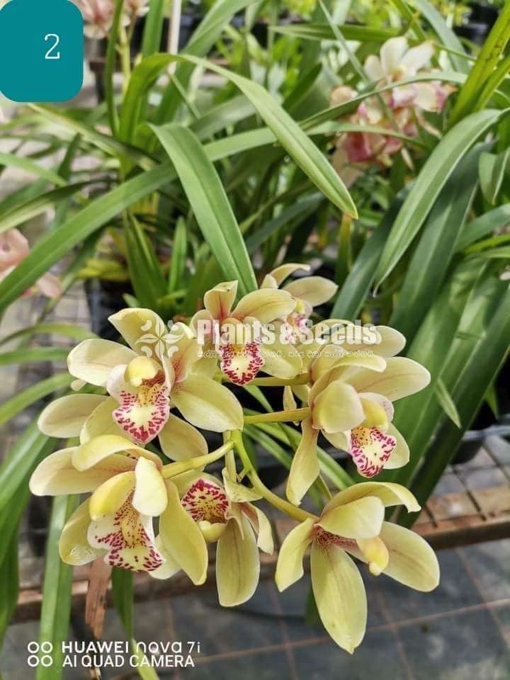 Cymbidium Orchid