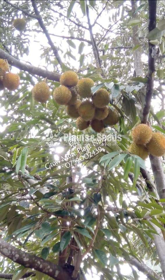 හොරණ ගෝල්ඩ් දූරියන් (Dooriyan)