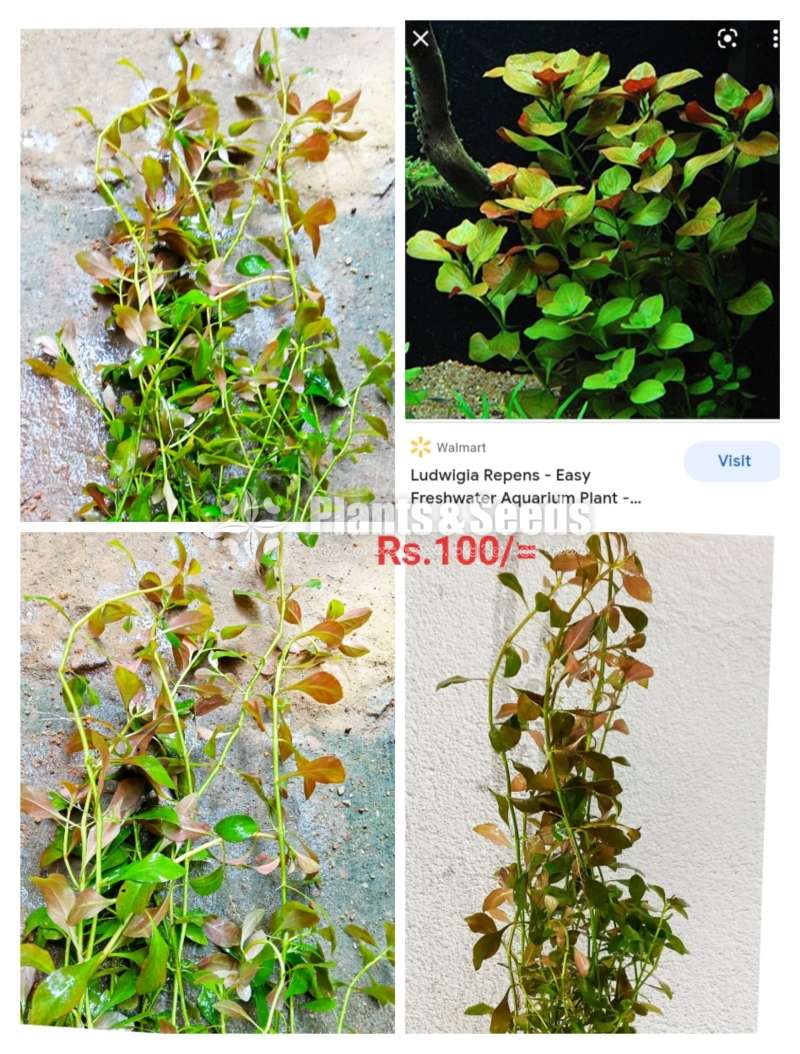 Ludwigla Repens