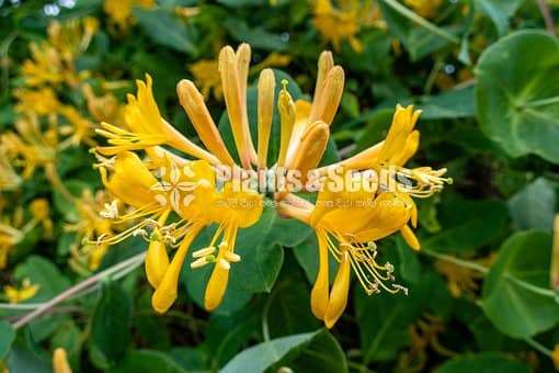 Lonicera hildebrandiana  flower vine 