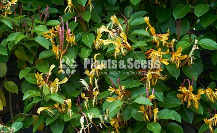 Lonicera hildebrandiana  flower vine 