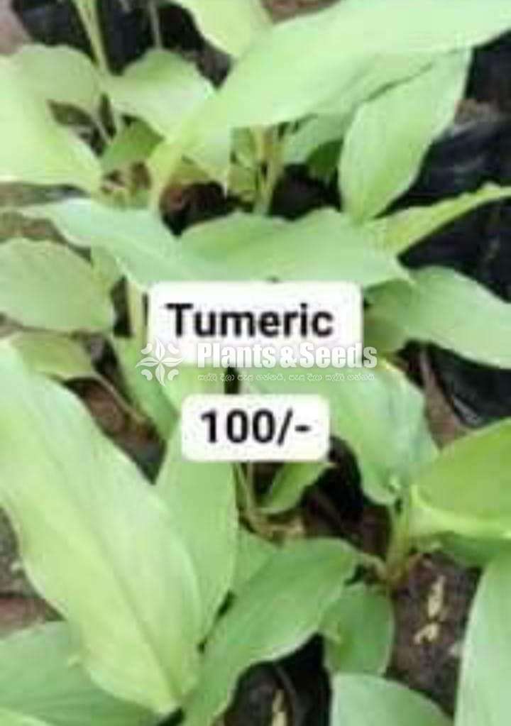 Turmeric Plants