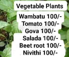 Vegetable Plants