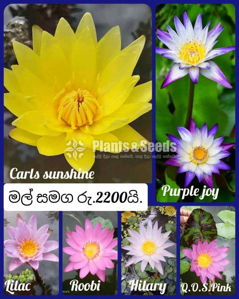  Water plants package