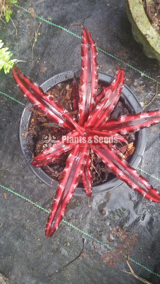 Cryptanthus Out door plants