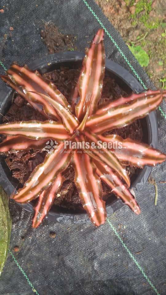 Cryptanthus Out door plants