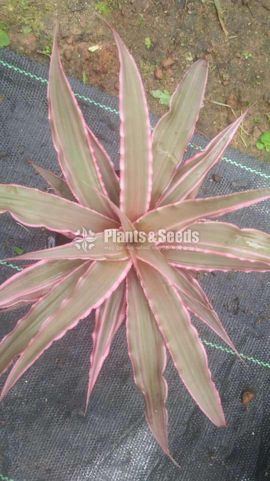 Cryptanthus Out door plants