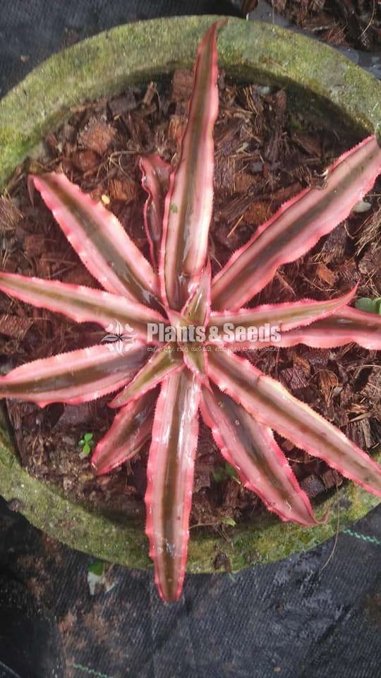 Cryptanthus Out door plants