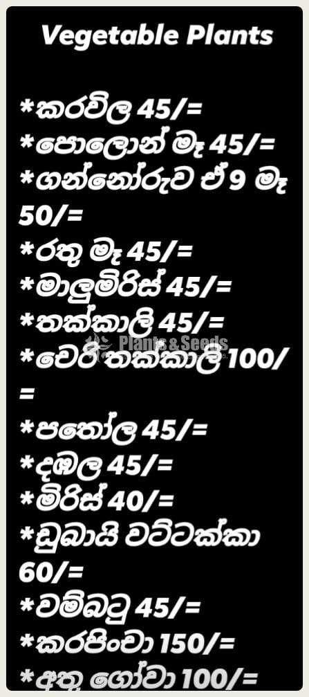 අඩුම මිලට එළවළු පැල (Vegetales Plants)