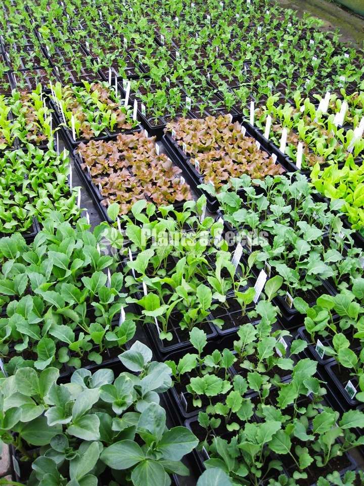 අඩුම මිලට එළවළු පැල (Vegetales Plants)