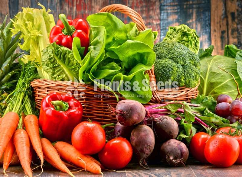 අඩුම මිලට එළවළු පැල (Vegetales Plants)