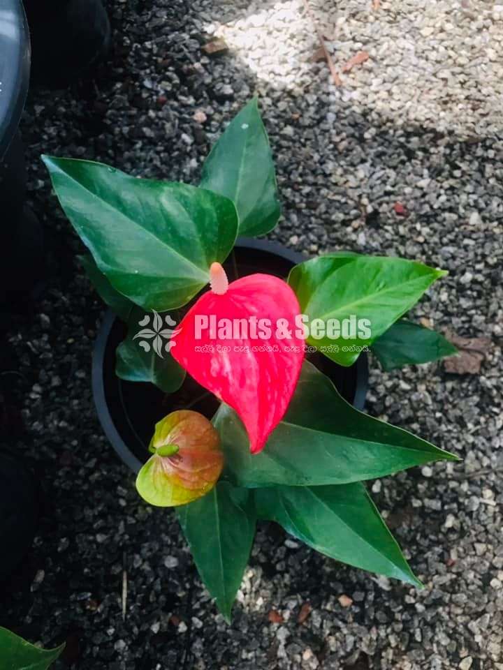 Anthurium ( මල් සහිත ශාක)