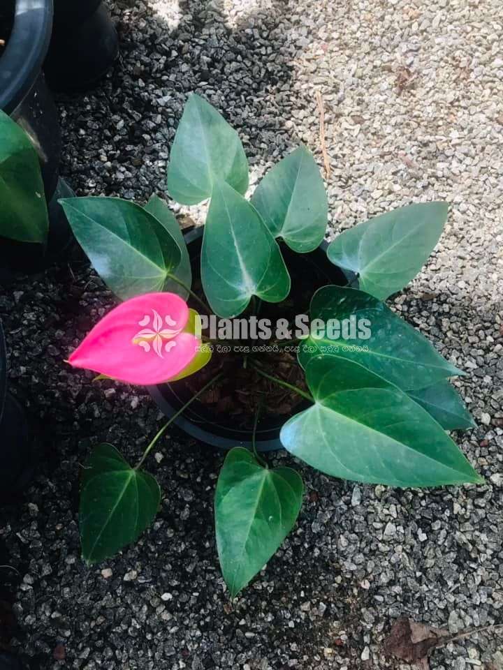 Anthurium ( මල් සහිත ශාක)