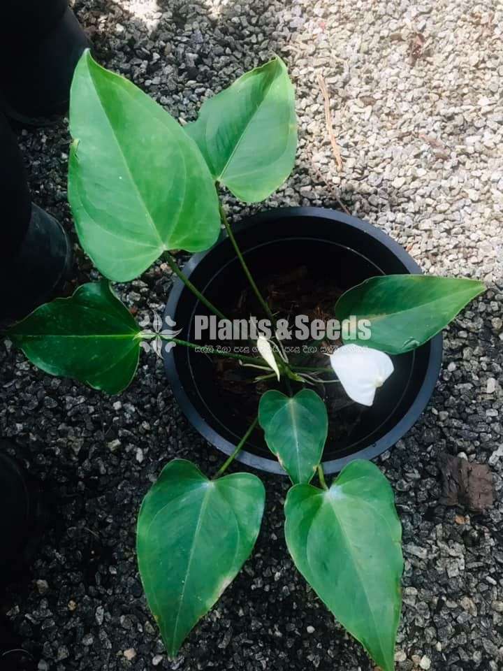 Anthurium ( මල් සහිත ශාක)