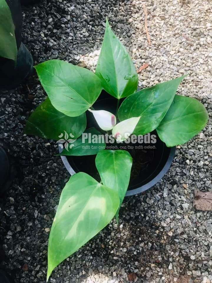 Anthurium ( මල් සහිත ශාක)