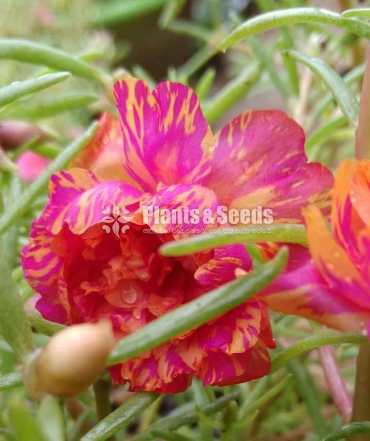 Japan Rose (ජපන් රෝස )