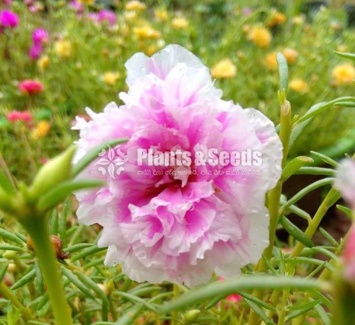 Japan Rose (ජපන් රෝස )