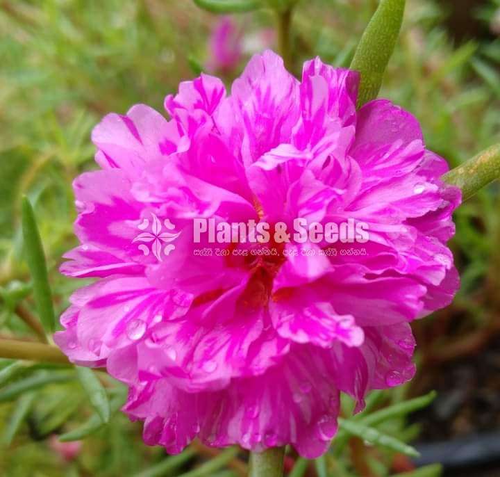 Japan Rose (ජපන් රෝස )