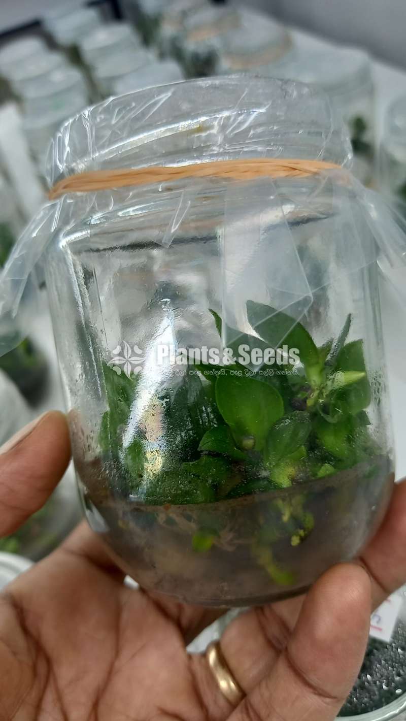 පැලනොප්සීස් පැල බෝතල් (Phalaenopsis)