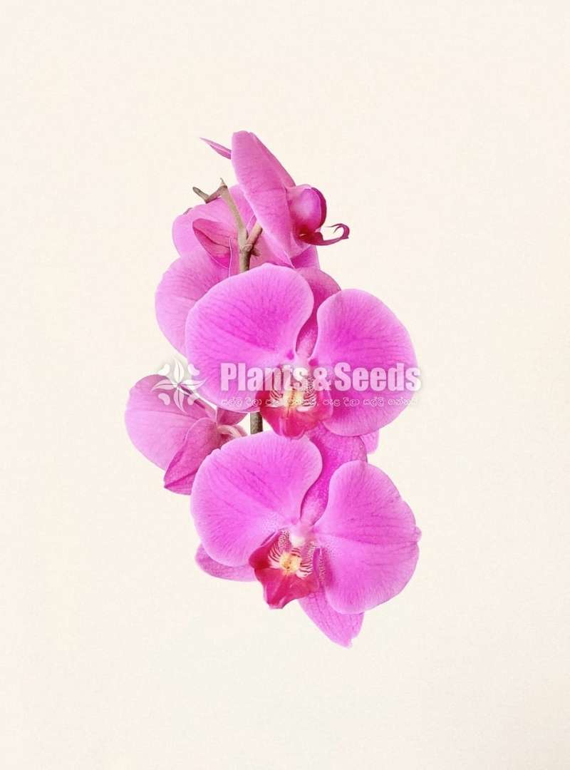 පැලනොප්සීස් පැල බෝතල් (Phalaenopsis)