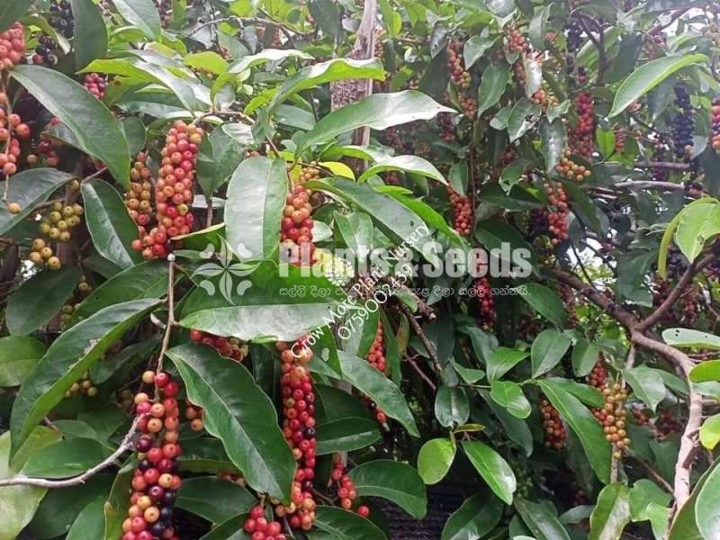 කරවල කැබිල්ල (Bignay/ Currant tree)