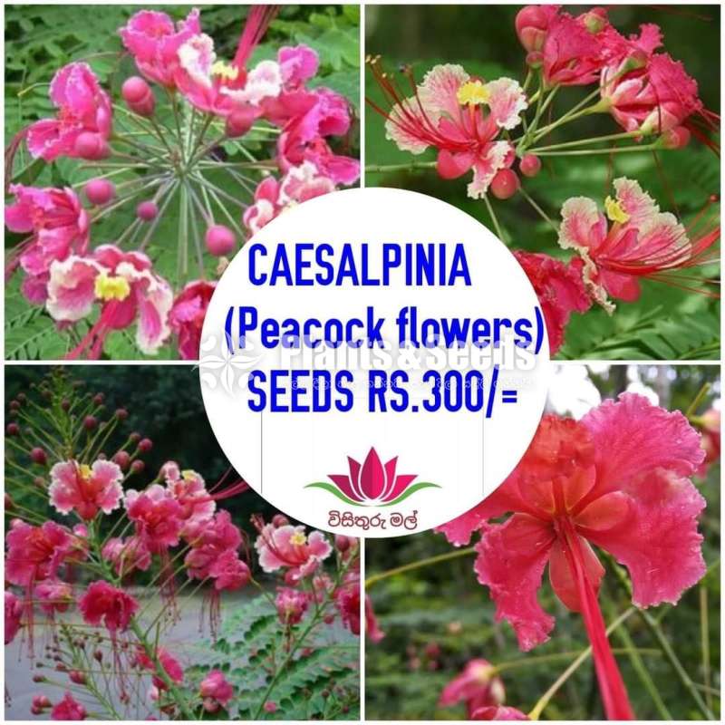 Peackok Plants