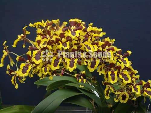 Oncidium hwuluduen wasp Queen bee